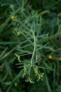 DPPhotography - Algarve - Euphorbia terracina - A