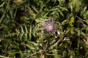 DPPhotography - Algarve - Galactites tomentosus - A