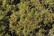 DPPhotography - Algarve - Juniperus phoenicea - A