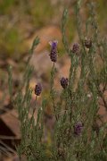 DPPhotography - Algarve - Lavandula stoechas - A