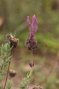 DPPhotography - Algarve - Lavandula stoechas - B