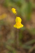 DPPhotography - Algarve - Linaria spartea - A