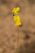 DPPhotography - Algarve - Linaria spartea - B