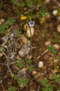 DPPhotography - Algarve - Linum bienne - A