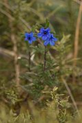DPPhotography - Algarve - Lithodora prostrata lusitanica - A