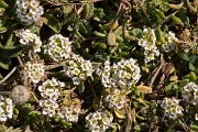 DPPhotography - Algarve - Lobularia maritima - A