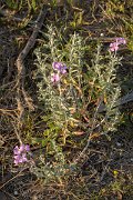DPPhotography - Algarve - Malcolmia littorea - A