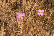 DPPhotography - Algarve - Malcolmia triloba - A