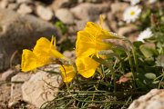 DPPhotography - Algarve - Narcissus bulbocodium - B