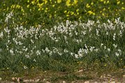 DPPhotography - Algarve - Narcissus papyraceus - A