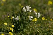 DPPhotography - Algarve - Narcissus papyraceus - B