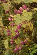DPPhotography - Algarve - Opuntia ficus indica - A