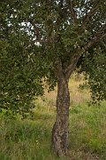 DPPhotography - Algarve - Quercus suber - A