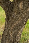 DPPhotography - Algarve - Quercus suber - B