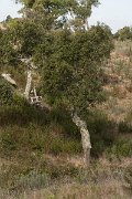 DPPhotography - Algarve - Quercus suber - C