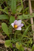 DPPhotography - Algarve - Romulea bulbocodium - A