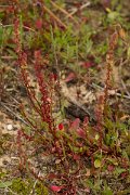 DPPhotography - Algarve - Rumex bucephalophorus - A
