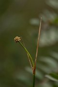 DPPhotography - Algarve - Scirpoides holoschoenus - A