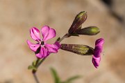DPPhotography - Algarve - Silene colorata - A