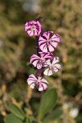 DPPhotography - Algarve - Silene colorata - B