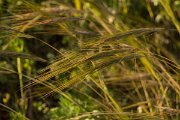 DPPhotography - Algarve - Stipa capensis - A