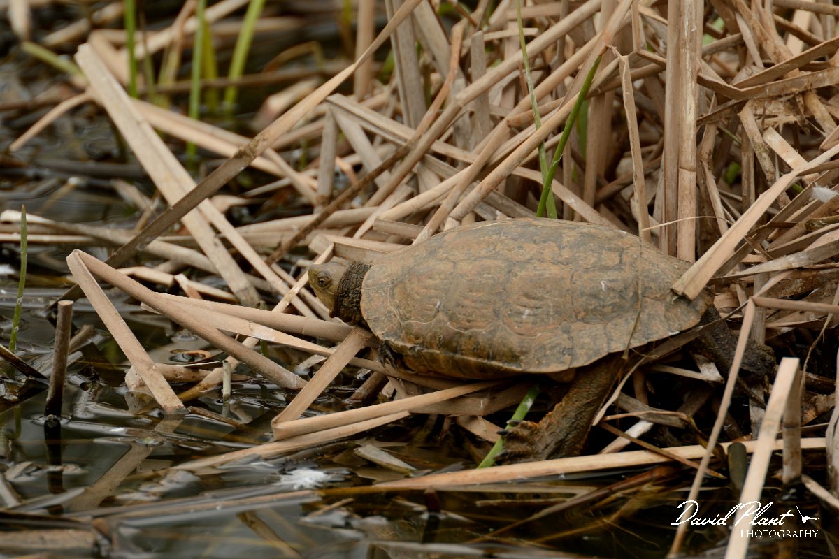 David Plant Photography - Wildlife Photography - Spanish pond-turtle - A.jpg - Spanish pond-turtle - Qunita de Marim