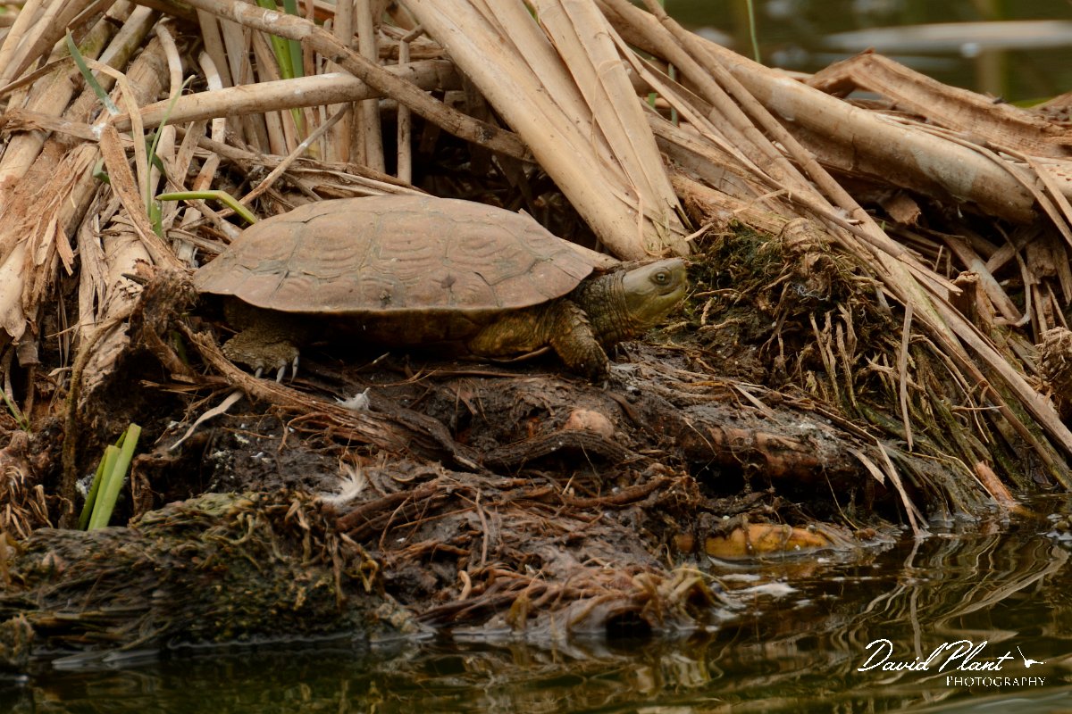 David Plant Photography - Wildlife Photography - Spanish pond-turtle - B.jpg - Spanish pond-turtle - Qunita de Marim