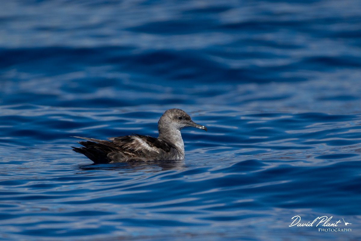 DPPhotography - Maderia - Balearic shearwater - D.jpg - Balearic shearwater - Ocean SE of Madeira, Madeira