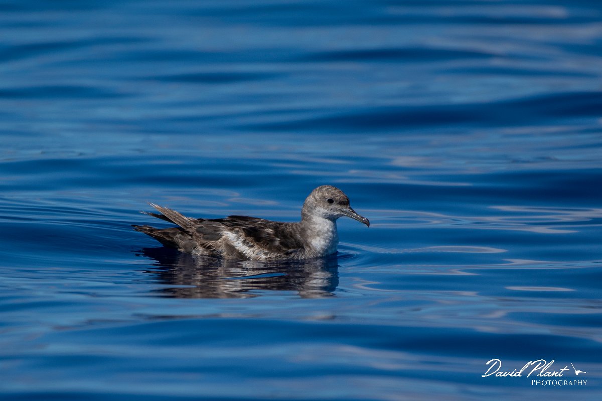 DPPhotography - Maderia - Balearic shearwater - E.jpg - Balearic shearwater - Ocean SE of Madeira, Madeira
