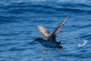 DPPhotography - Maderia - Balearic shearwater - A