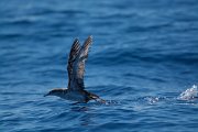 DPPhotography - Maderia - Balearic shearwater - B