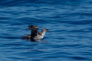 DPPhotography - Maderia - Balearic shearwater - C
