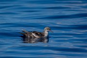 DPPhotography - Maderia - Balearic shearwater - E