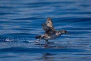 DPPhotography - Maderia - Balearic shearwater - F