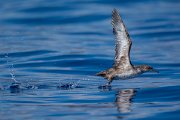 DPPhotography - Maderia - Balearic shearwater - G