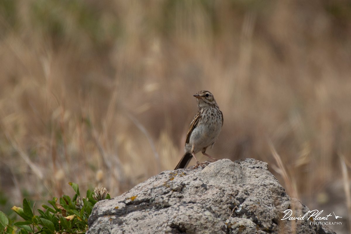 DPPhotography - Maderia - Berthelot's pipit - B.jpg - Berthelot's pipit - Sao Lourenco Peninsula, Madeira