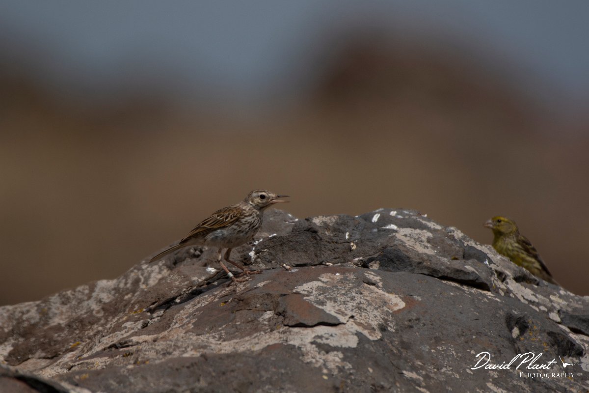 DPPhotography - Maderia - Berthelot's pipit - C.jpg - Berthelot's pipit - Sao Lourenco Peninsula, Madeira