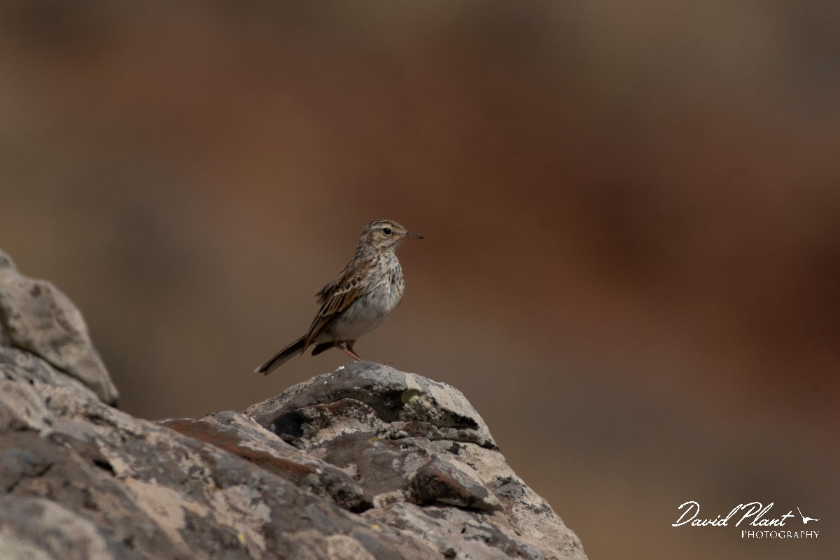 DPPhotography - Maderia - Berthelot's pipit - F.jpg - Berthelot's pipit - Sao Lourenco Peninsula, Madeira