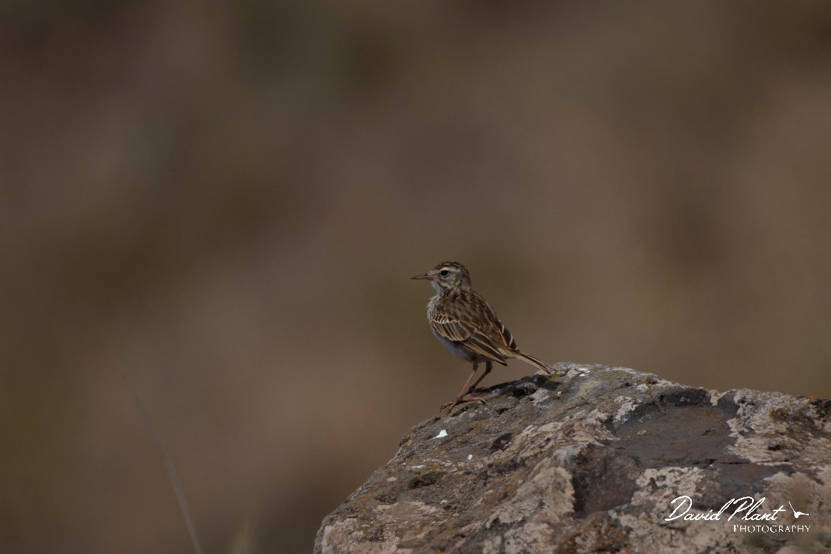 DPPhotography - Maderia - Berthelot's pipit - G.jpg - Berthelot's pipit - Sao Lourenco Peninsula, Madeira