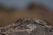 DPPhotography - Maderia - Berthelot's pipit - C