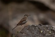 DPPhotography - Maderia - Berthelot's pipit - D