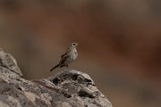 DPPhotography - Maderia - Berthelot's pipit - F