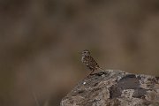 DPPhotography - Maderia - Berthelot's pipit - G