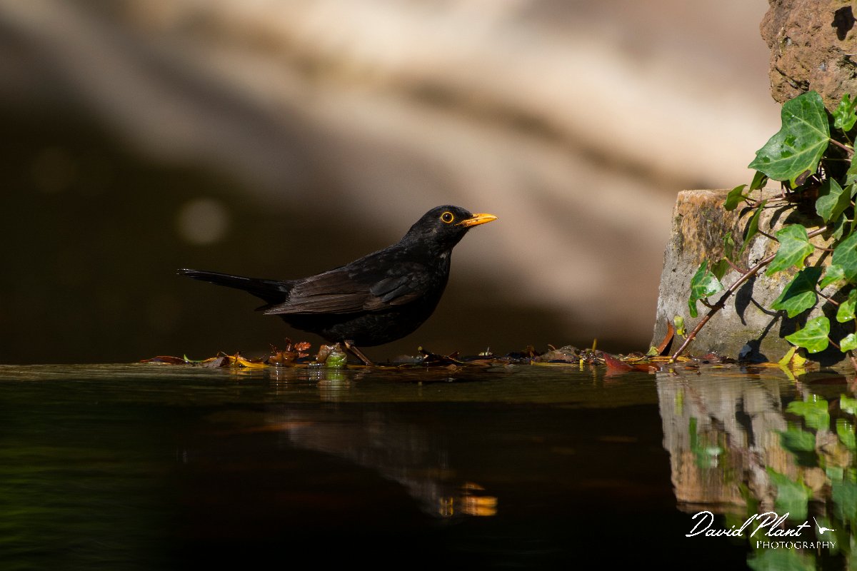 DPPhotography - Maderia - Blackbird - C.jpg - Blackbird - Palheiro Gardens, Madeira