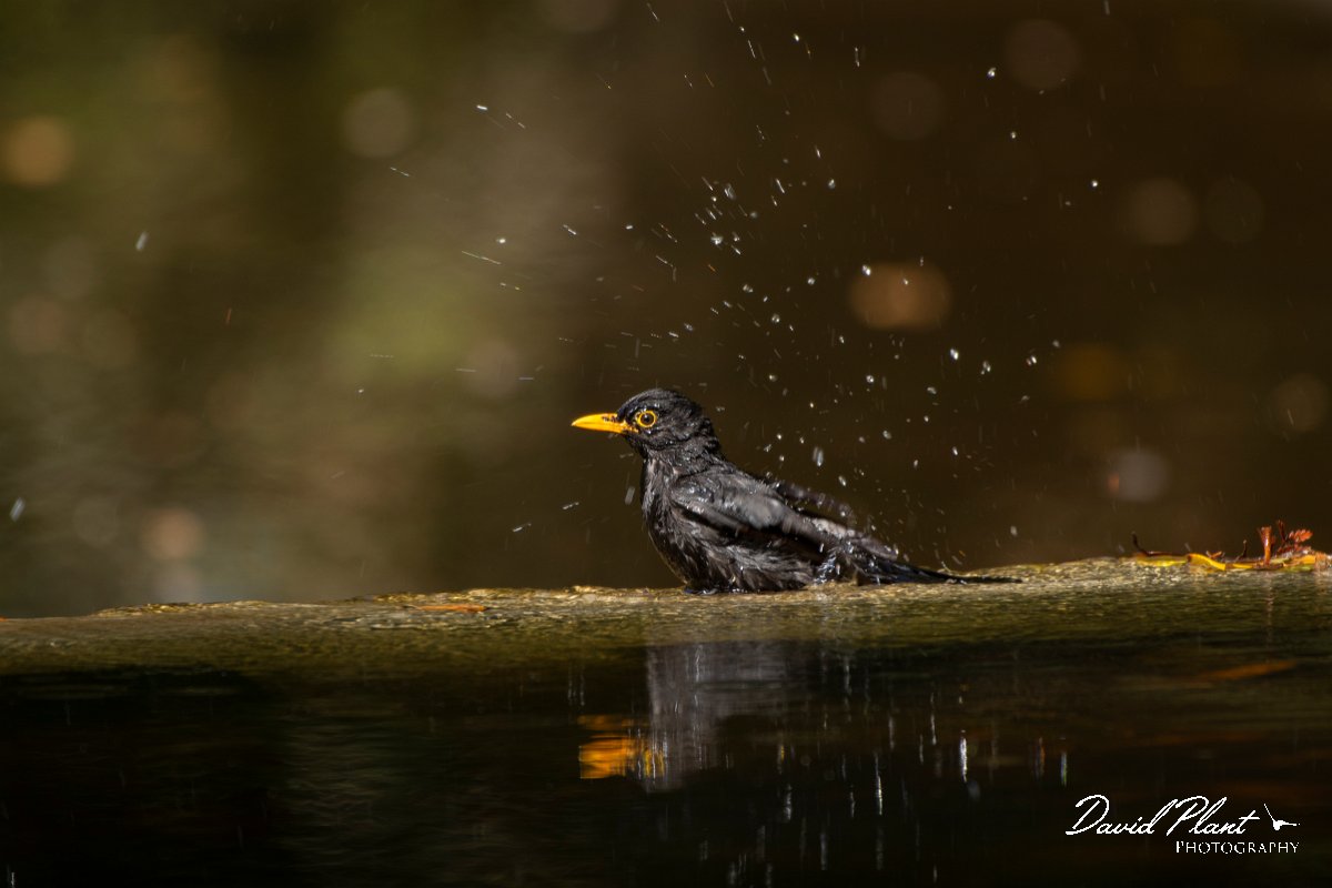 DPPhotography - Maderia - Blackbird - G.jpg - Blackbird - Palheiro Gardens, Madeira