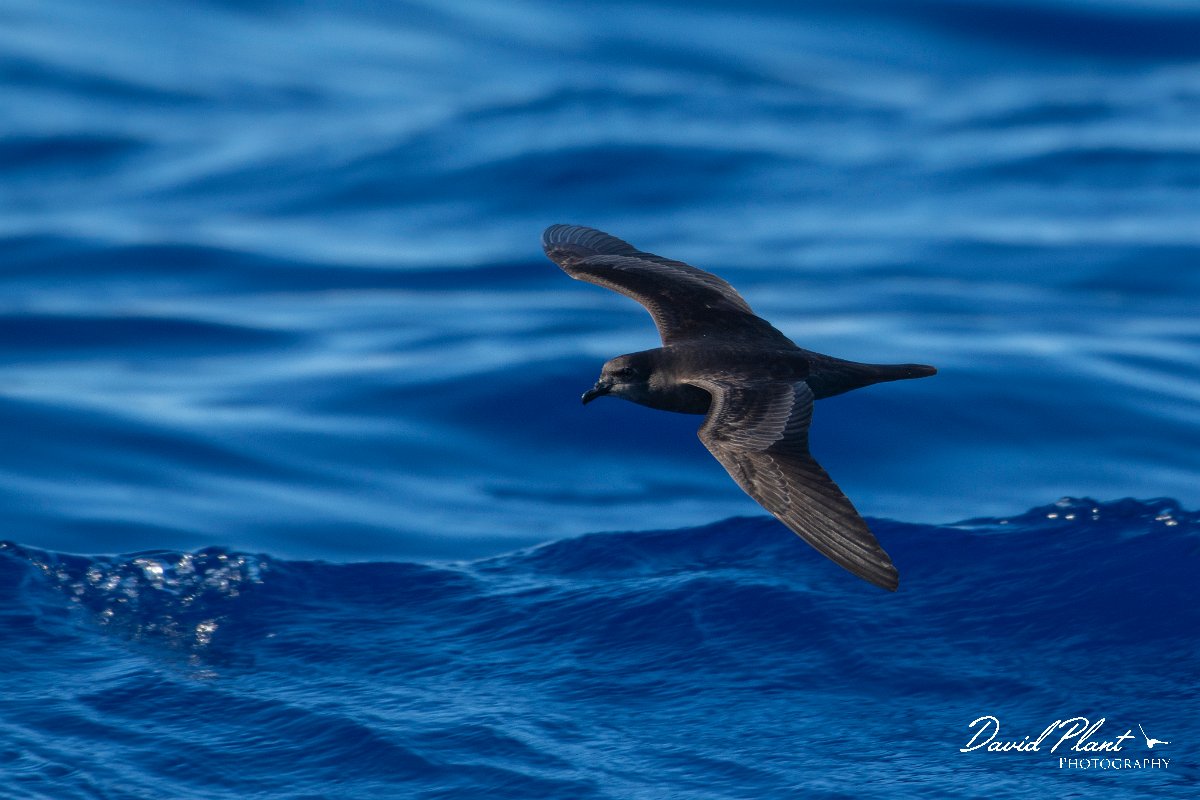 DPPhotography - Maderia - Bulwer's petrel - A.jpg - Bulwer's petrel - Ocean N of Madeira, Madeira
