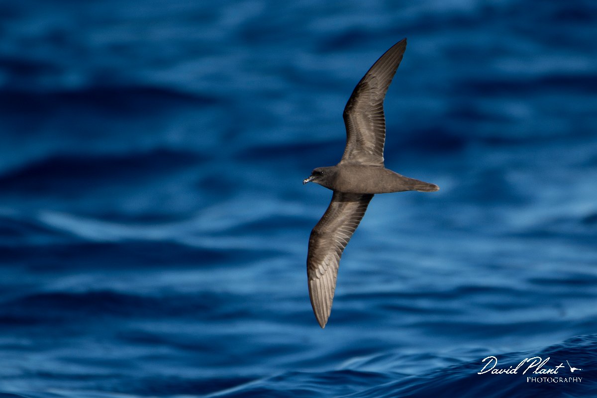 DPPhotography - Maderia - Bulwer's petrel - B.jpg - Bulwer's petrel - Ocean N of Madeira, Madeira