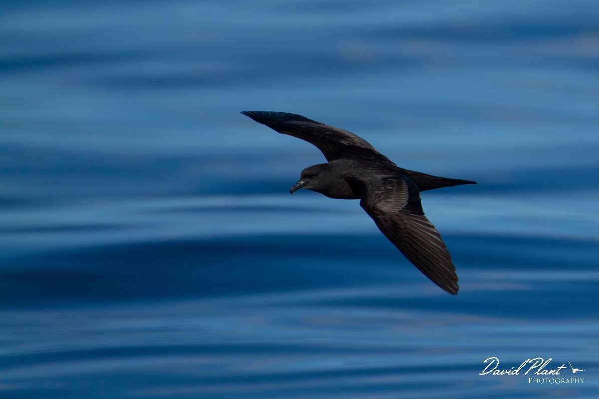 DPPhotography - Maderia - Bulwer's petrel - M.jpg - Bulwer's petrel - Ocean SE of Madeira, Madeira