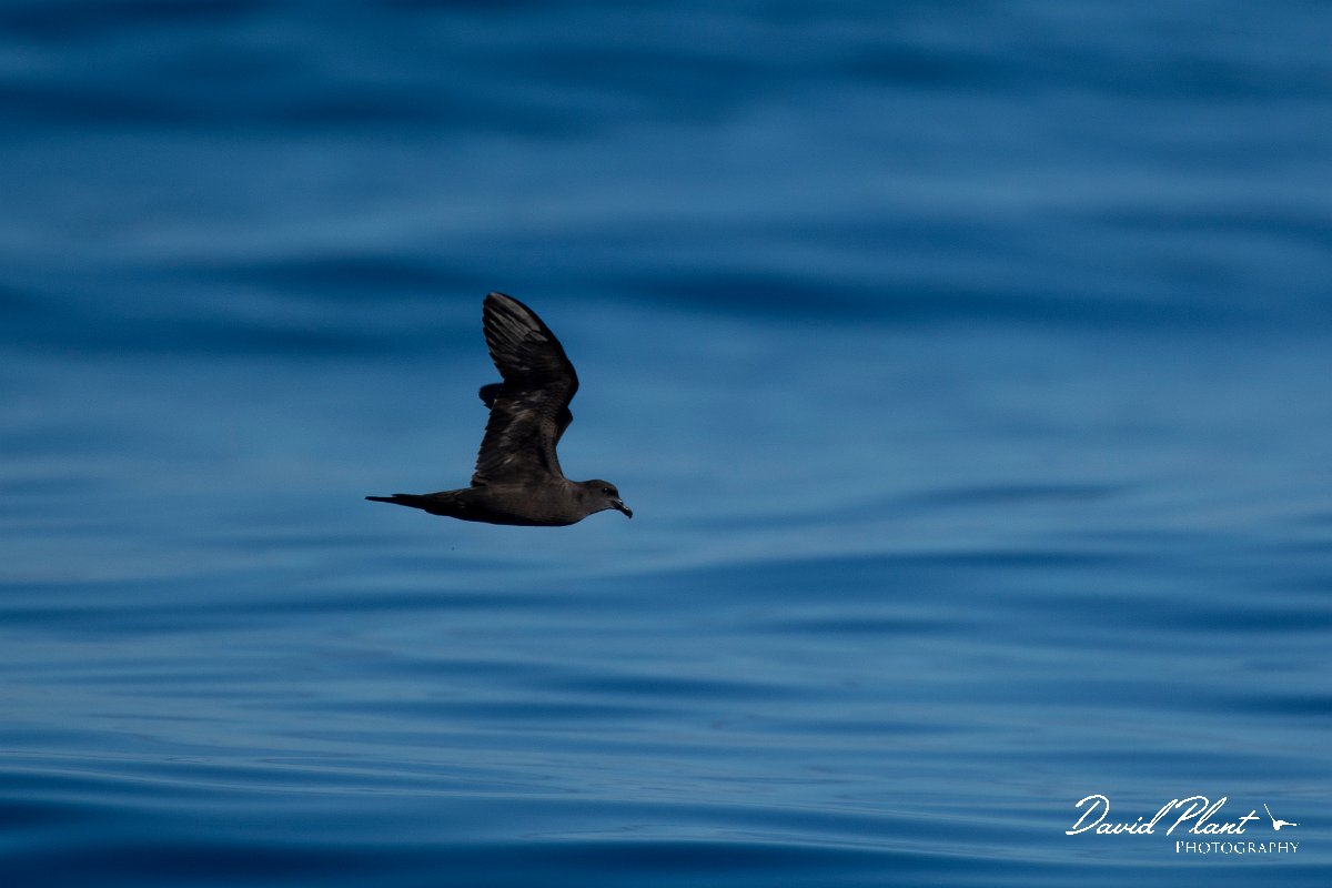 DPPhotography - Maderia - Bulwer's petrel - O.jpg - Bulwer's petrel - Ocean SE of Madeira, Madeira