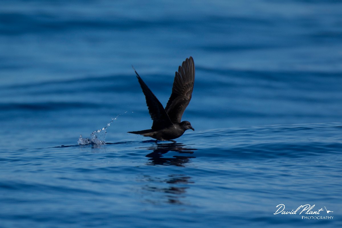 DPPhotography - Maderia - Bulwer's petrel - R.jpg - Bulwer's petrel - Ocean SE of Madeira, Madeira